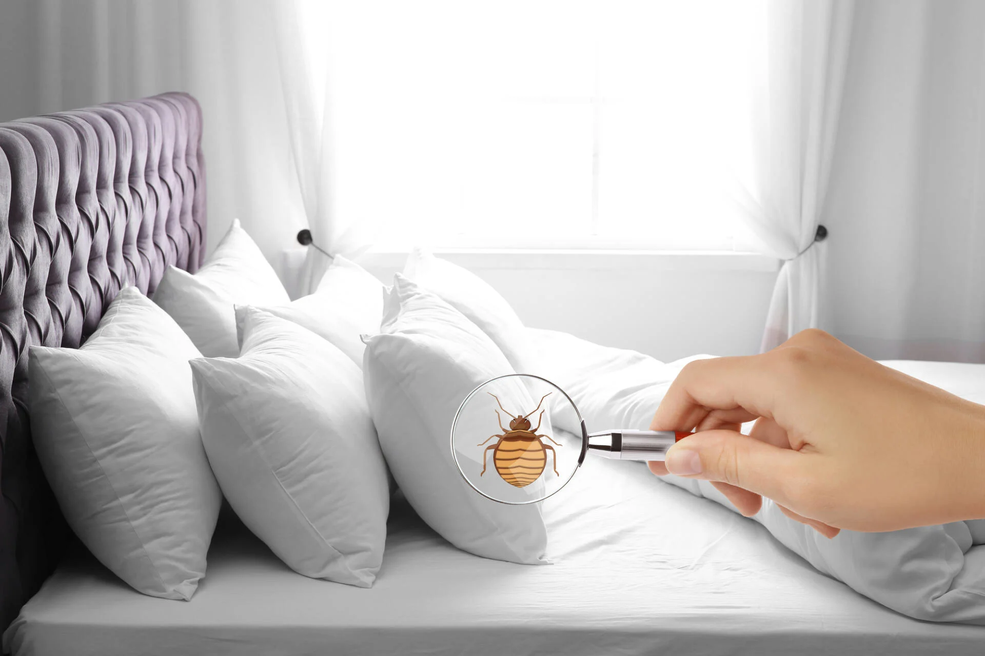 Does Baking Soda Kill Bed Bugs? [& How To Use It]