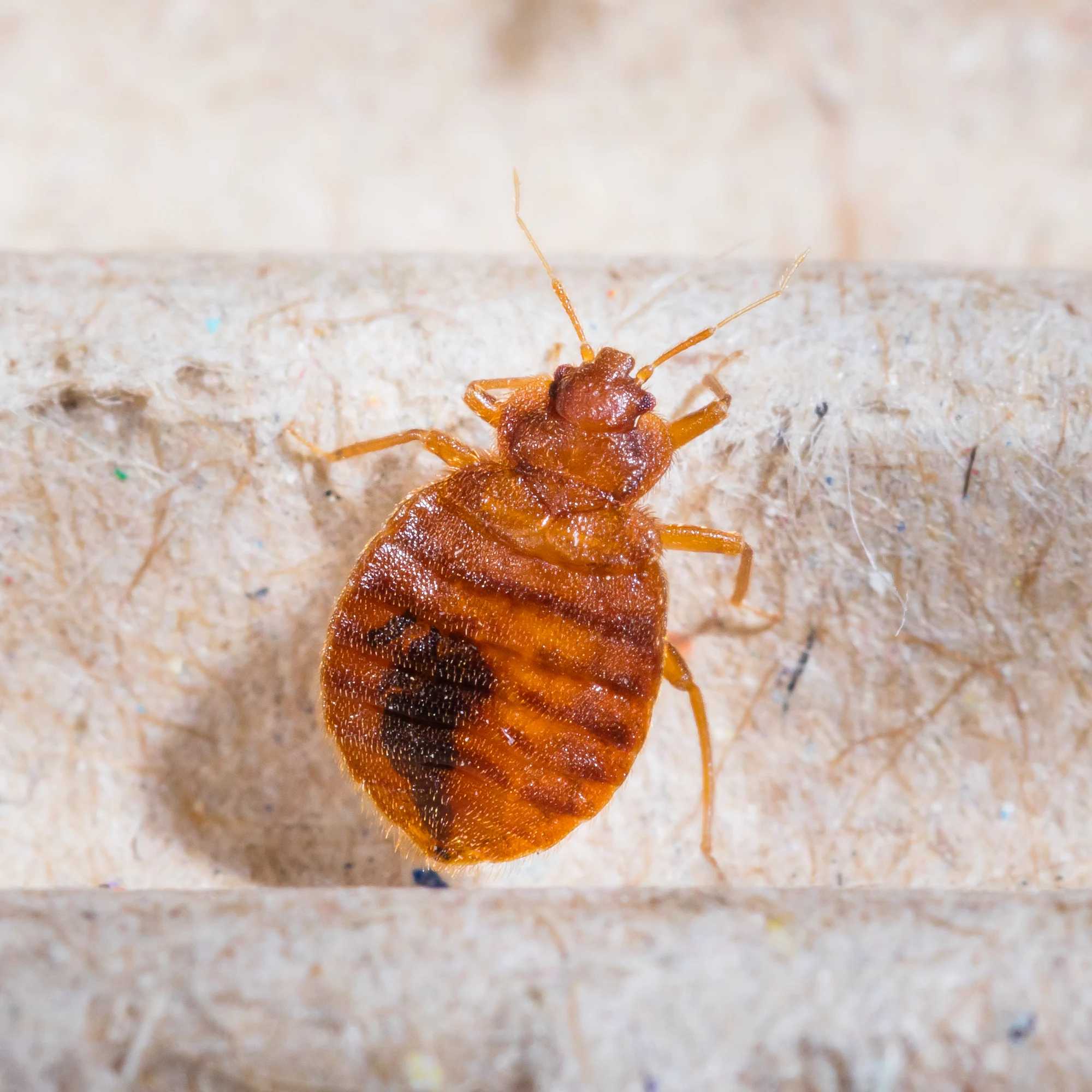 7 Ways To Get Rid Of A Bed Bug Infestation In Your Home!