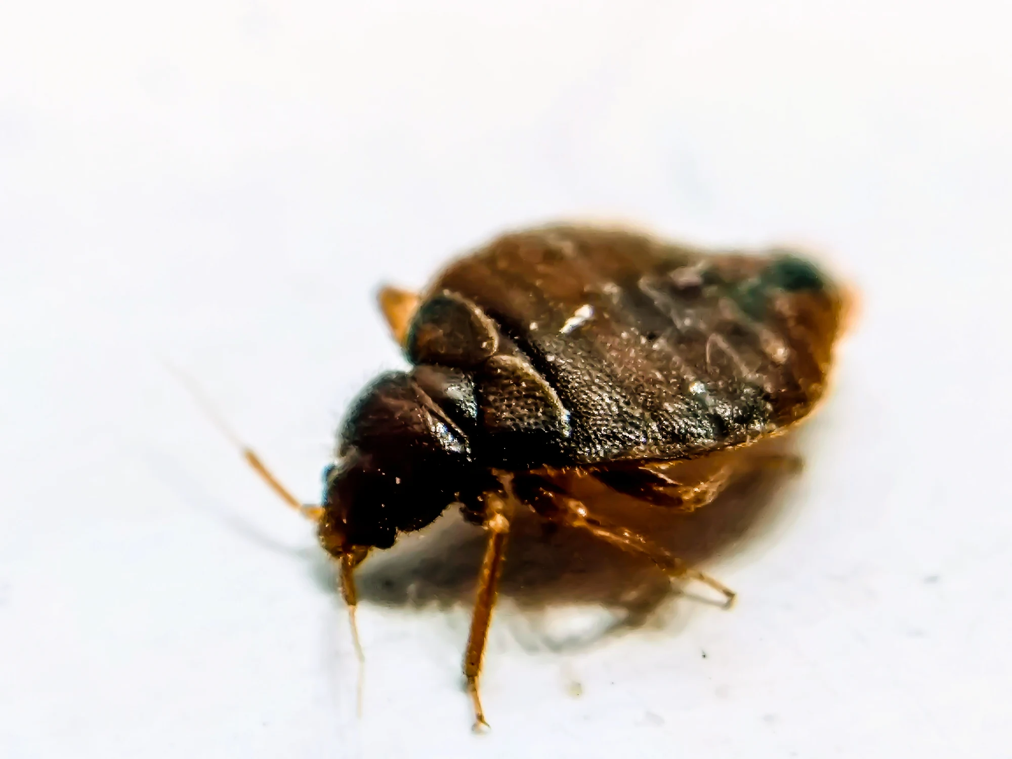 How To Get Rid Of Bed Bug Smell In Your Home