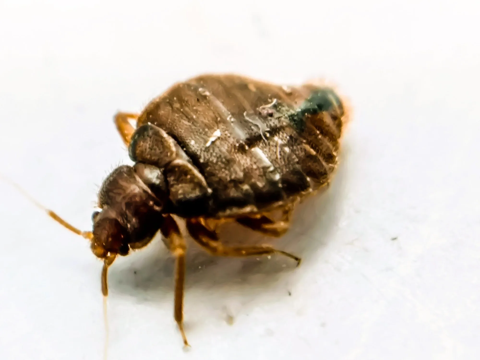 How Do Bed Bugs Get Into Your Bed [Infestation Beginnings]