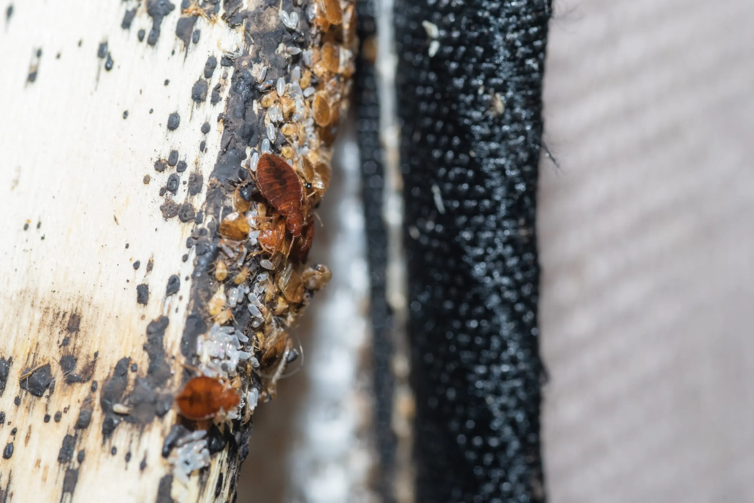 What Do Bed Bug Eggs Look Like? [Spot Bed Bug Eggs]