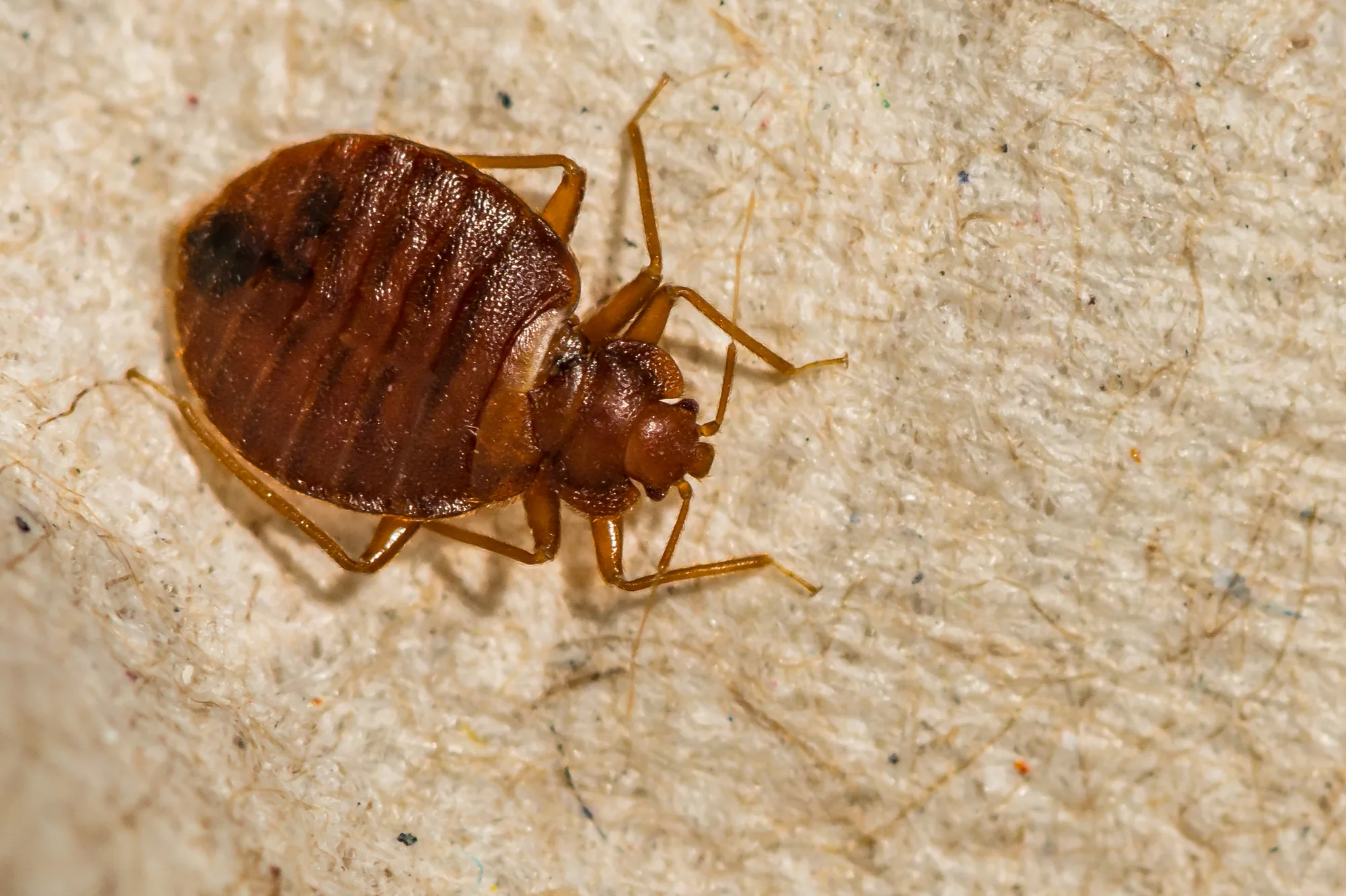 How Fast Do Bed Bugs Spread From Room To Room [Revealed]