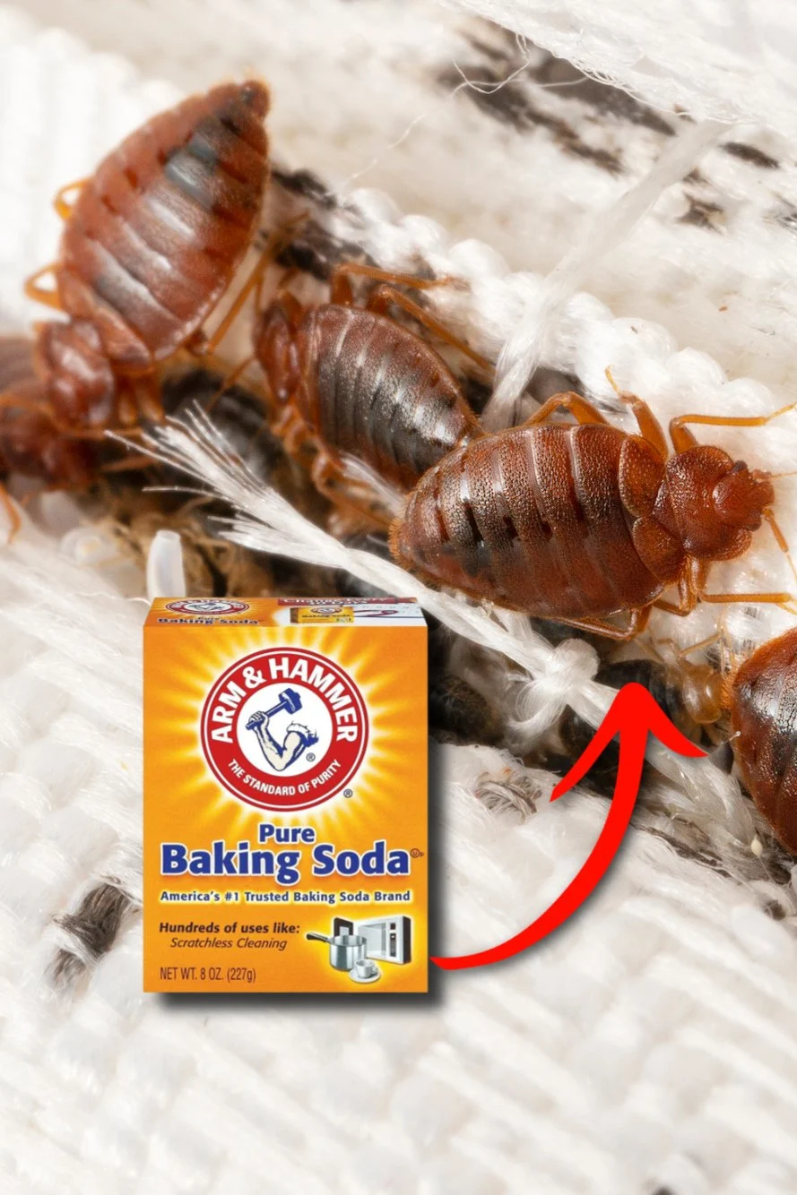 Does Baking Soda Kill Bed Bugs? [& How To Use It]