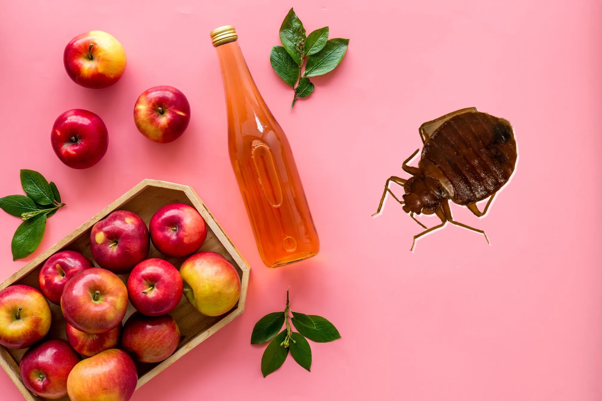 How To Make An Apple Cider Vinegar Bed Bug Spray That Works