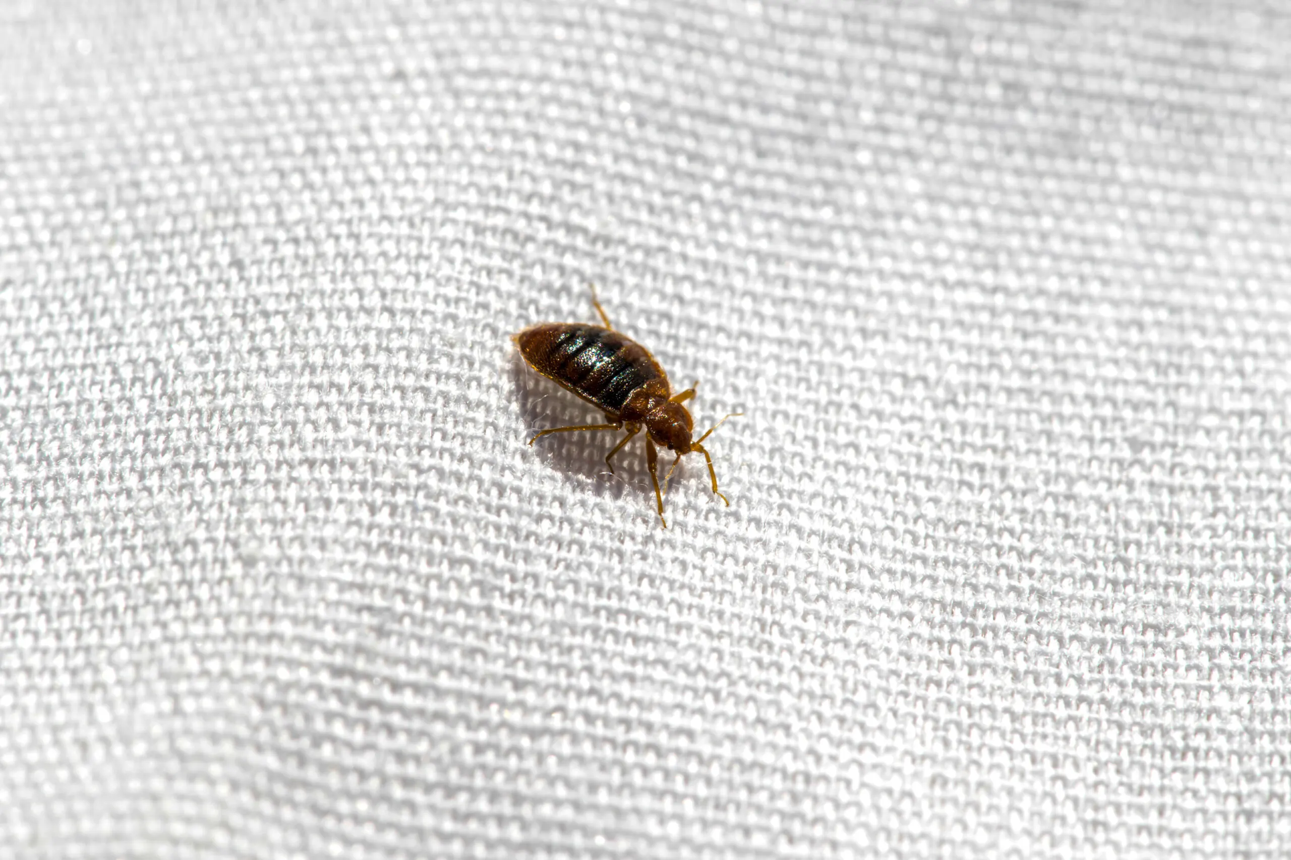 Can Bed Bugs Fly? [Or Do Bed Bugs Jump?]