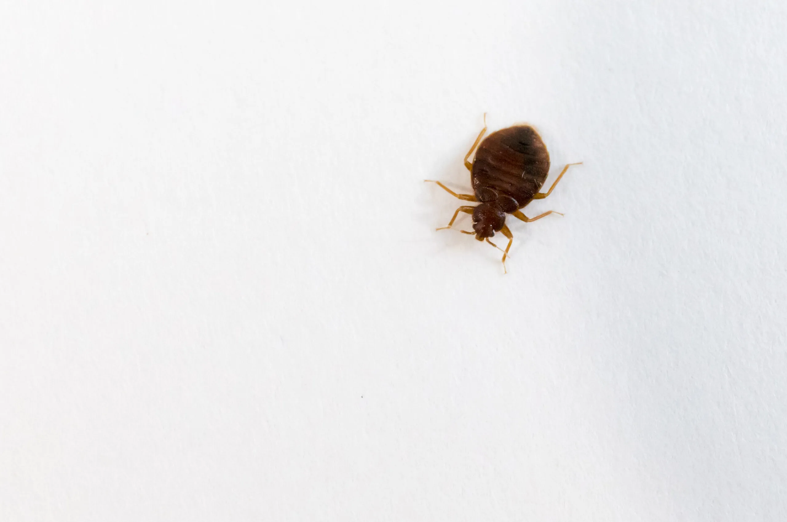Do Bed Bugs Jump? [Do They Fly How Do Bed Bugs Transfer?]