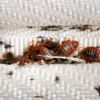 Most Common Mistakes When Trying To Remove Bed Bugs