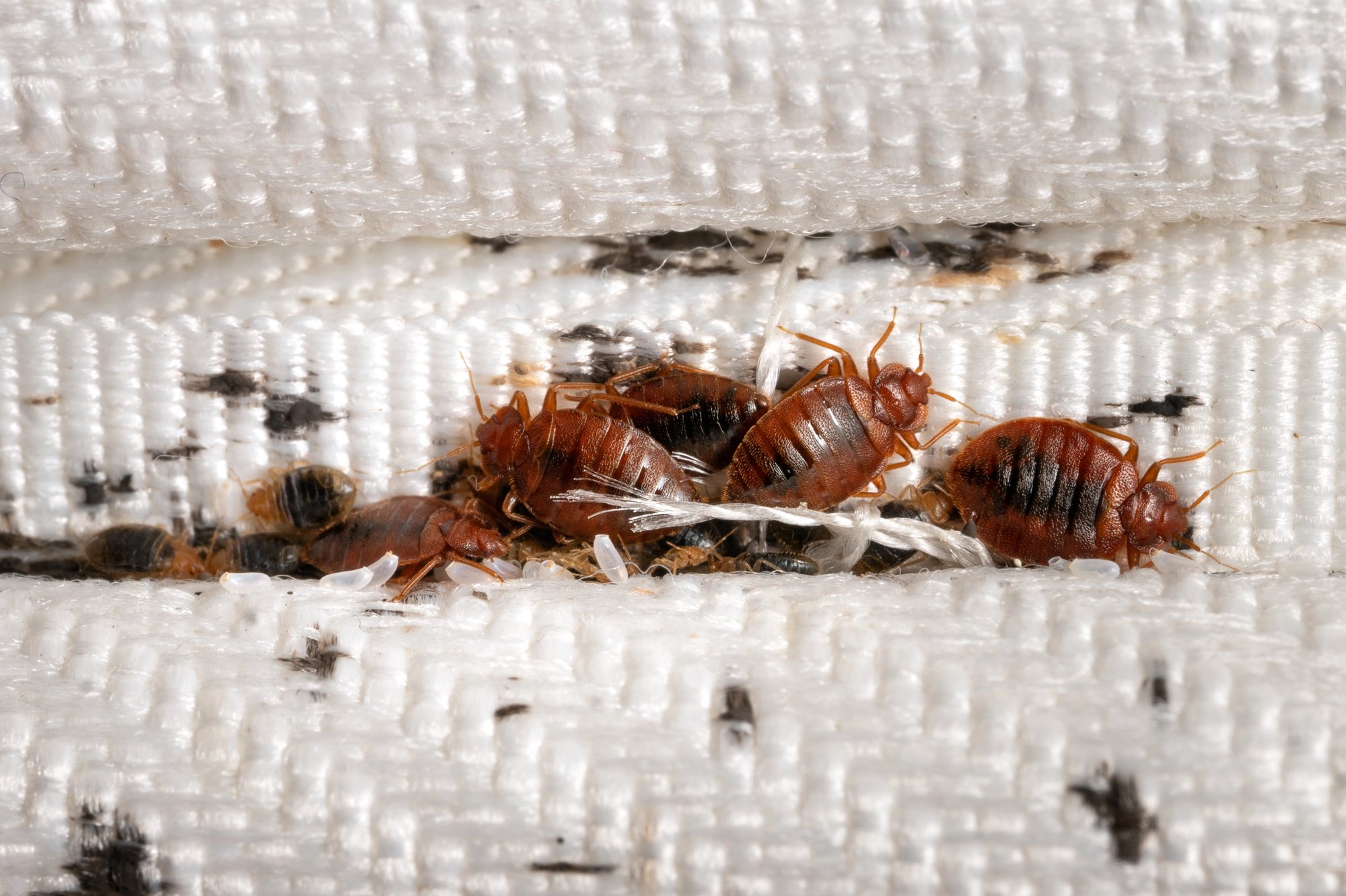 Most Common Mistakes When Trying To Remove Bed Bugs