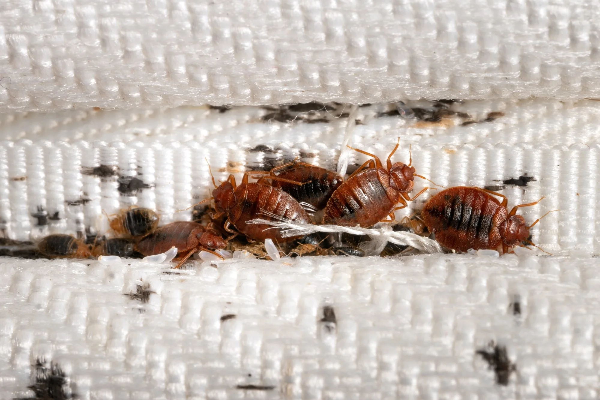 Most Common Mistakes When Trying To Remove Bed Bugs