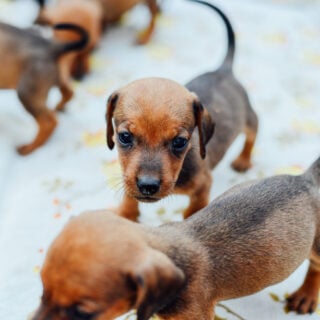 What You Need to Think About Before Bringing Home a Puppy